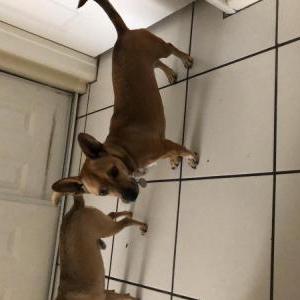 Lost Dog Hope