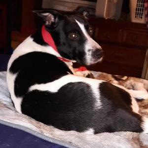 Lost Dog Ansel