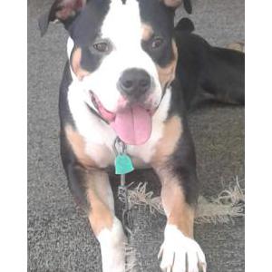 Lost Dog Cameron