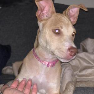 Lost Dog Lily