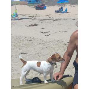 Lost Dog Riot