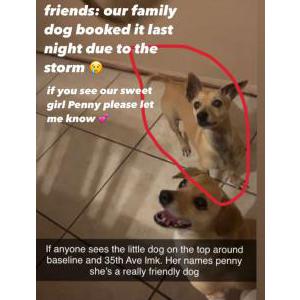 Lost Dog Penny