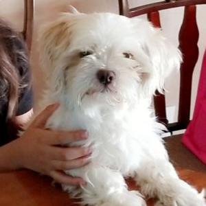 Lost Dog Milky