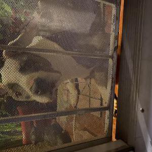 Found Dog Unknown