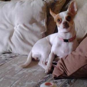 Lost Dog Paloma