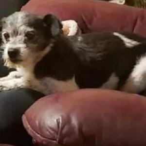 Lost Dog Bandit