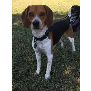 Lost Dog Reilly