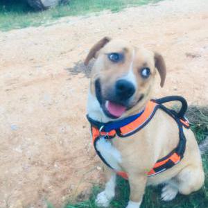Lost Dog Max