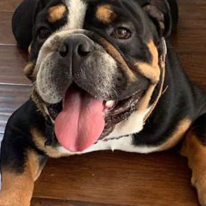 Lost Dog Artoo