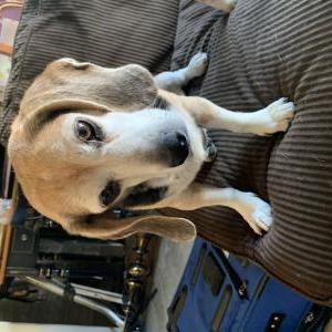 Found Dog Unknown
