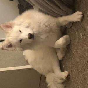 Lost Dog Kaia