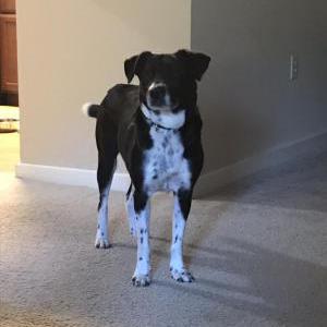 Lost Dog SCOUT