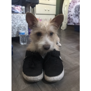 Lost Dog Wedow