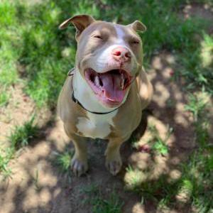 Lost Dog Zeze