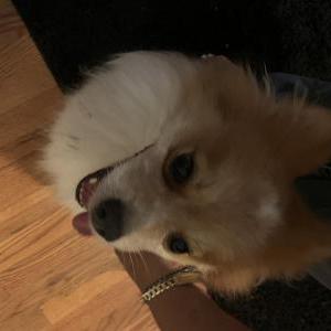 Found Dog Kevin