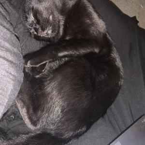 Lost Cat Kiko