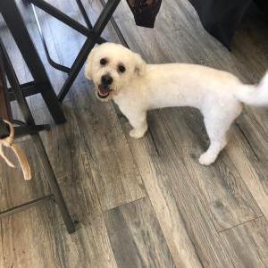 Lost Dog Max