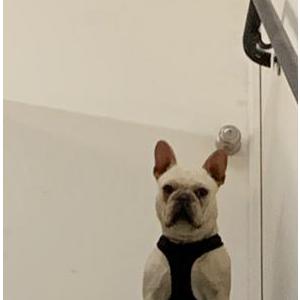 Lost Dog Max