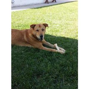 Lost Dog scout