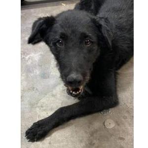 Lost Dog Sable