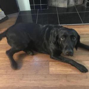 Lost Dog Bailee