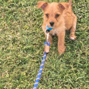 Lost Dog Zoey