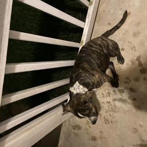 Lost Dog Unknown