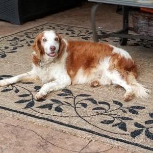 Lost Dog Abby