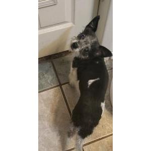 Lost Dog BANDIT