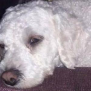 Lost Dog Mimi