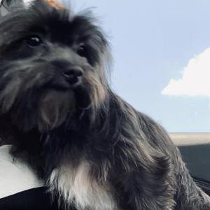 Lost Dog Paris