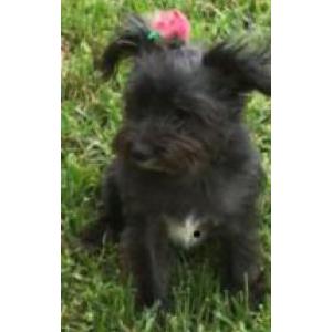 Lost Dog Paris