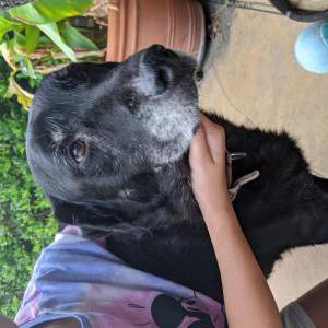 Found Dog Unknown