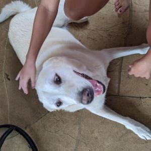 Found Dog Unknown