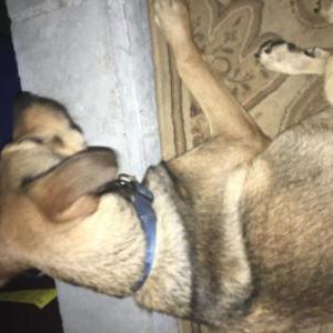Found Dog Unknown