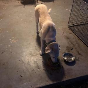Found Dog Unknown