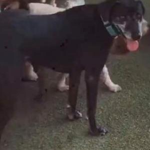 Lost Dog Lolo