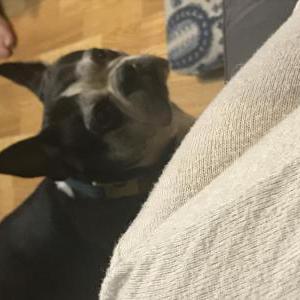 Lost Dog Rosie