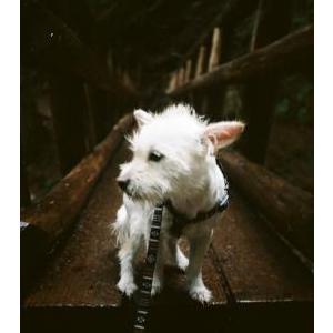 Lost Dog Angel