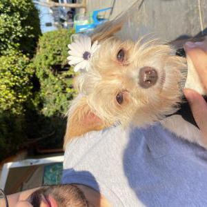 Lost Dog Dakota