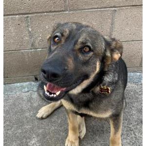 Lost Dog Stella