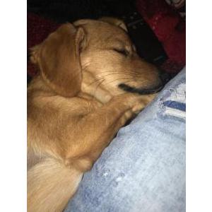 Lost Dog Roxie