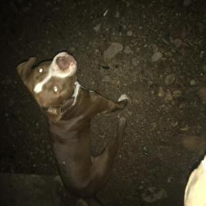Lost Dog Jeffery
