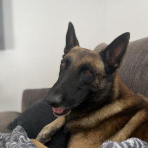 Lost Dog copper