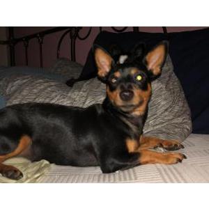 Lost Dog Peewee