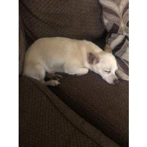 Lost Dog Unknown