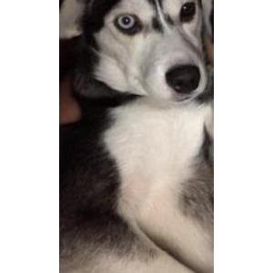 Lost Dog Harley Quinn