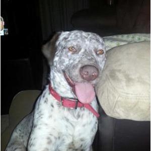 Lost Dog Big Boy