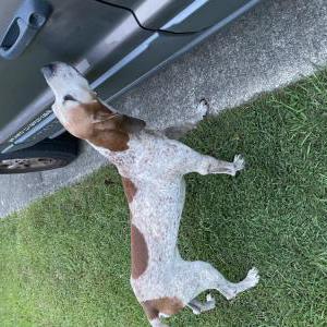 Found Dog Unknown