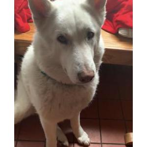 Lost Dog Bowie